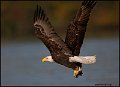 _0SB8910 american bald eagle